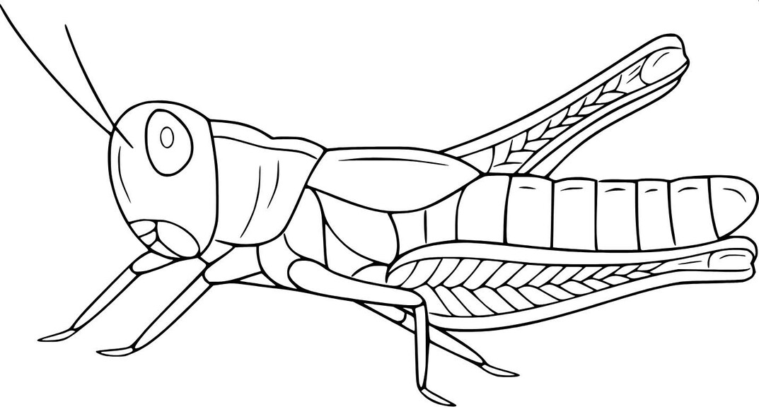 Desenhos de Desenhe gafanhotos para colorir