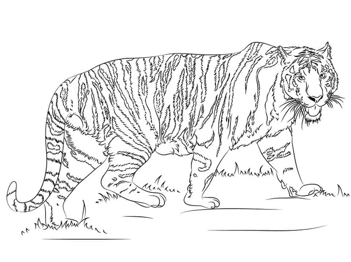 Desenhos de Desenhos Realistas Tigre para colorir