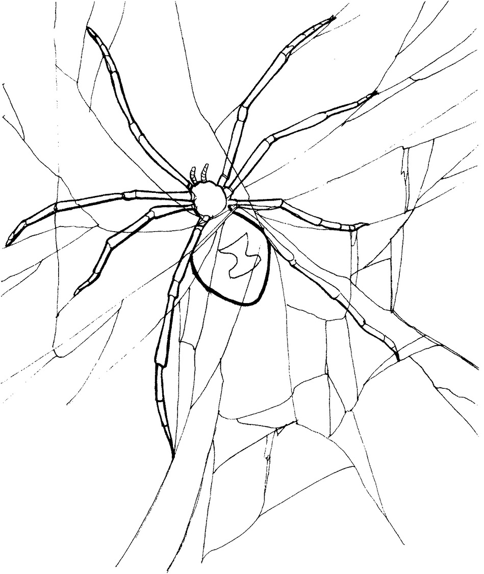 Desenhos de Desenhos Realistas aranha para colorir