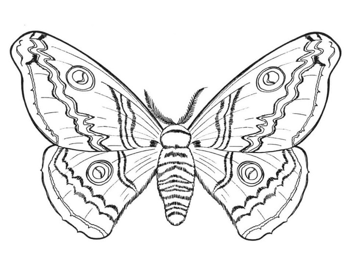 Desenhos de Desenhos Realistas borboleta para colorir