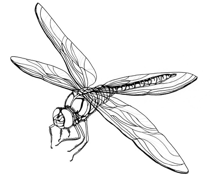 Desenhos de Desenhos Realistas libélula para colorir