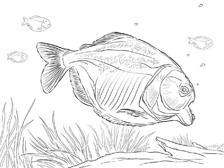 Desenhos de Desenhos Realistas peixe grátis para colorir