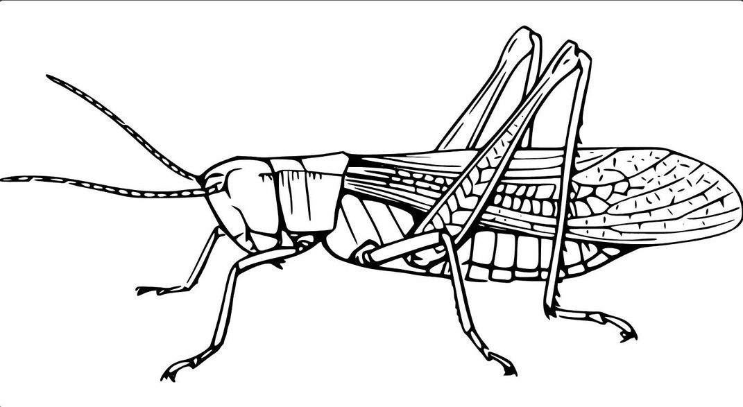Desenhos de Gafanhotos Salto para colorir