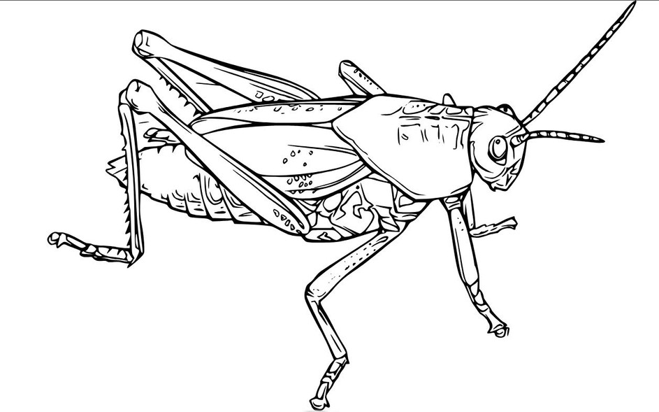 Desenhos de Gafanhotos realista para colorir