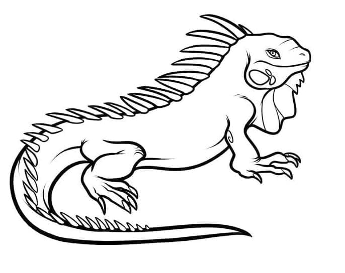 Desenhos de Desenhar Imprimir Iguana para colorir