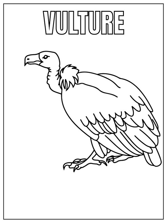 Desenhos de Desenhar Safari Animal abutre para colorir