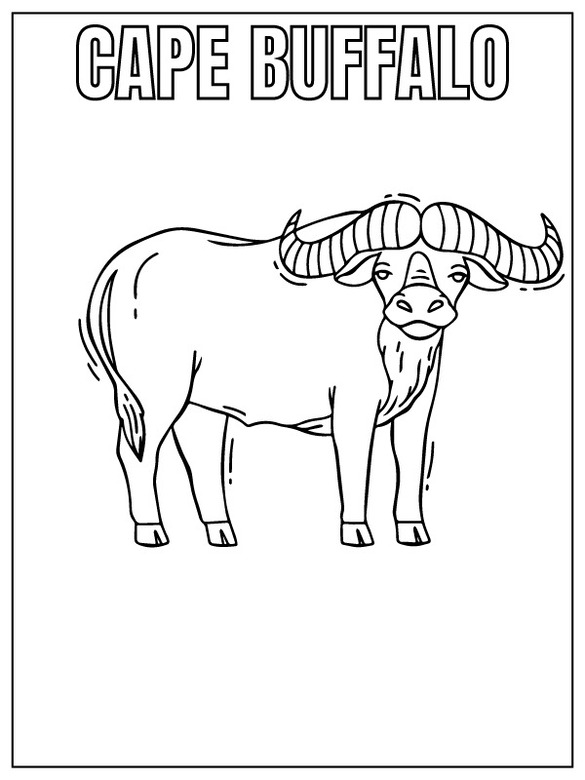 Desenhos de Desenhar Safari animal búfalo do Cabo para colorir