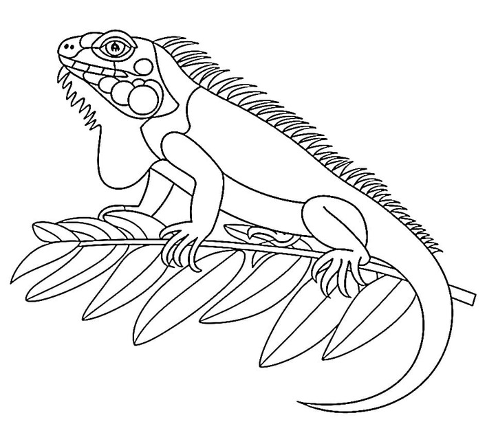 Desenhos de Desenhe Iguana 12 para colorir