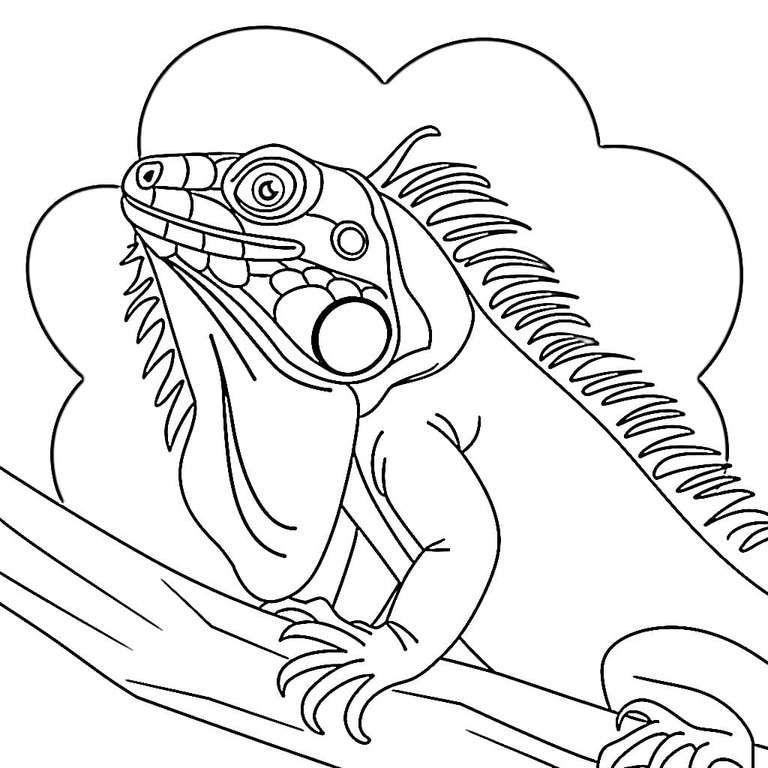 Desenhos de Desenhe Iguana 7 para colorir