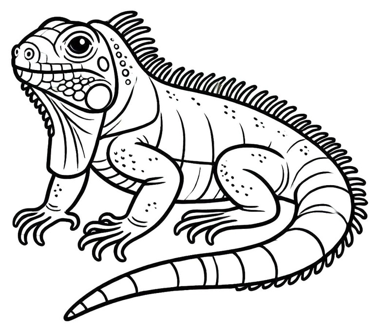 Desenhos de Desenhe Iguana básico para colorir