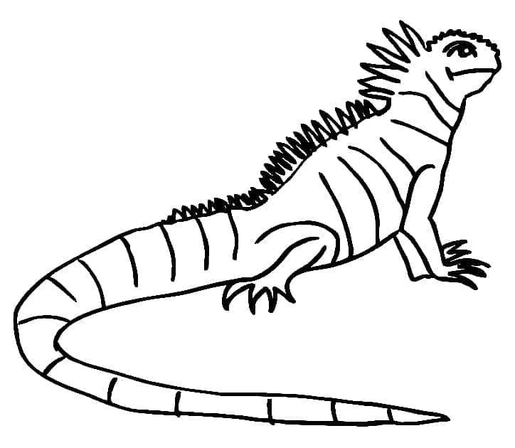 Desenhos de Desenhe Iguana bem básico para colorir