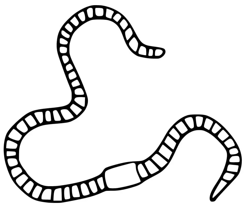 Minhoca longa para colorir