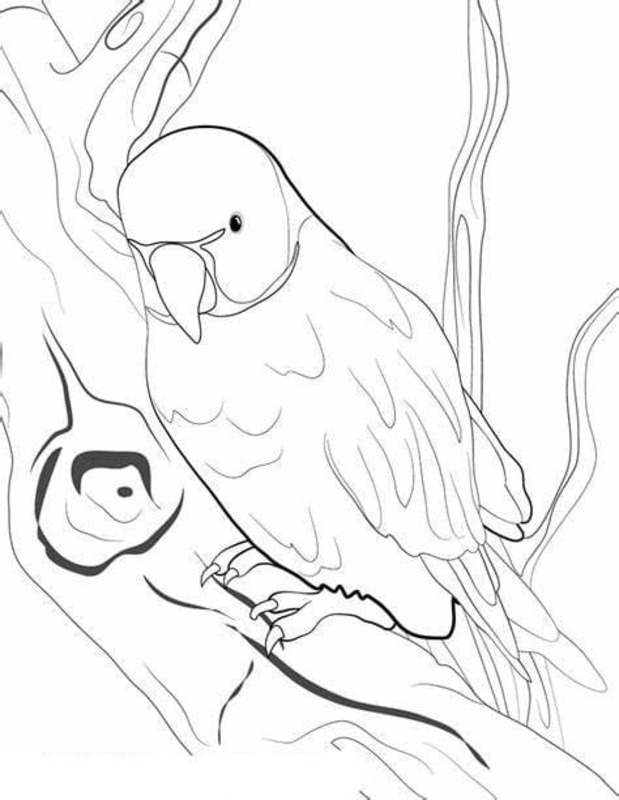Desenhos de Arara bem básico para colorir