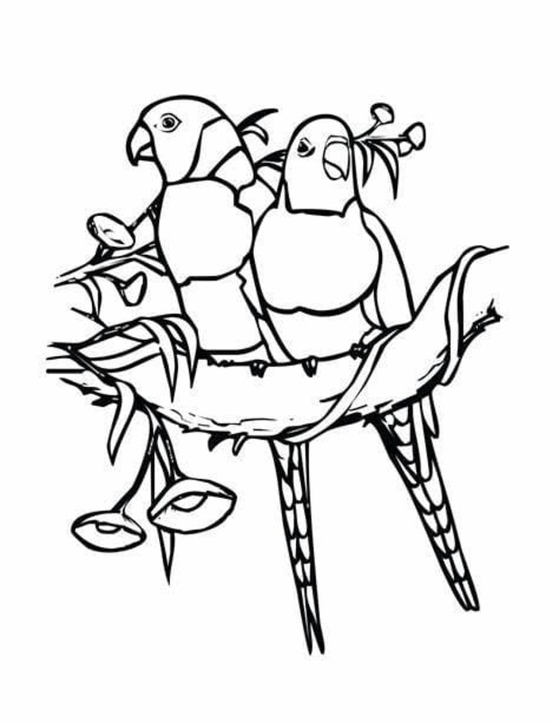 Desenhos de Arara imprimir para crianças para colorir