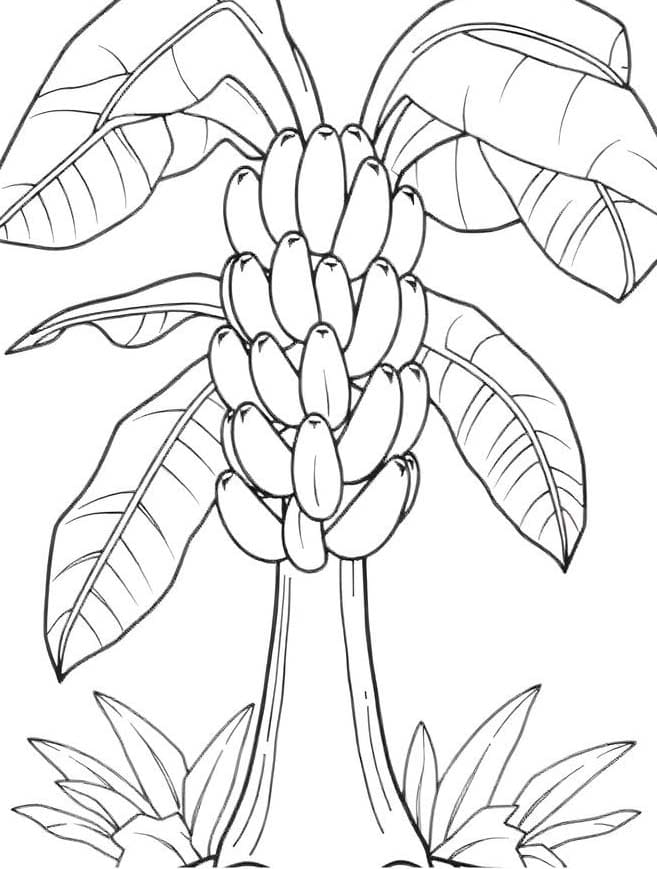 Desenhos de Bananeira 1 para colorir