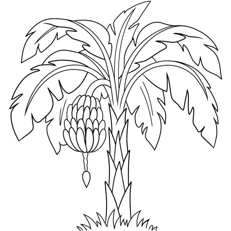 Desenhos de Bananeira 2 para colorir