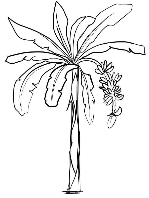 Desenhos de Bananeira 3 para colorir