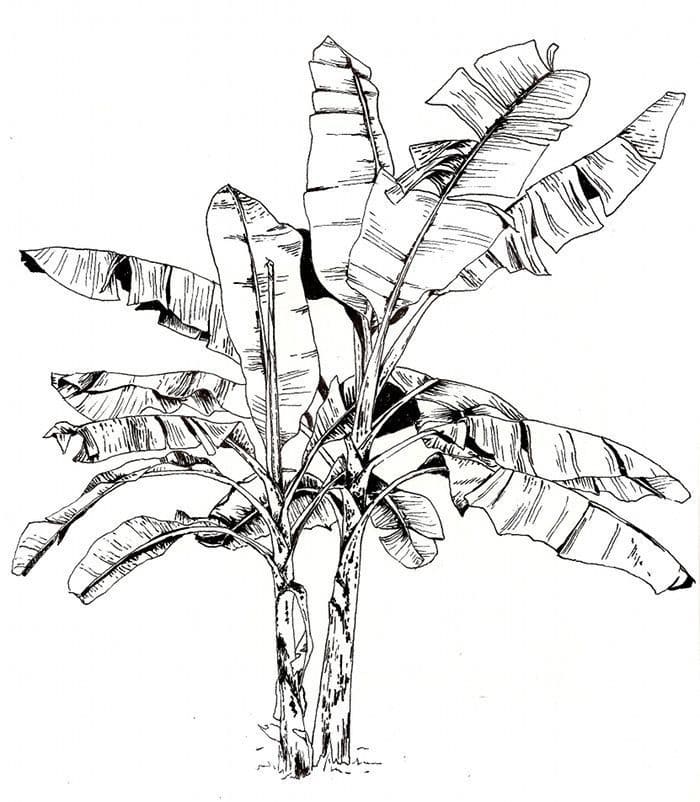 Desenhos de Bananeira 4 para colorir