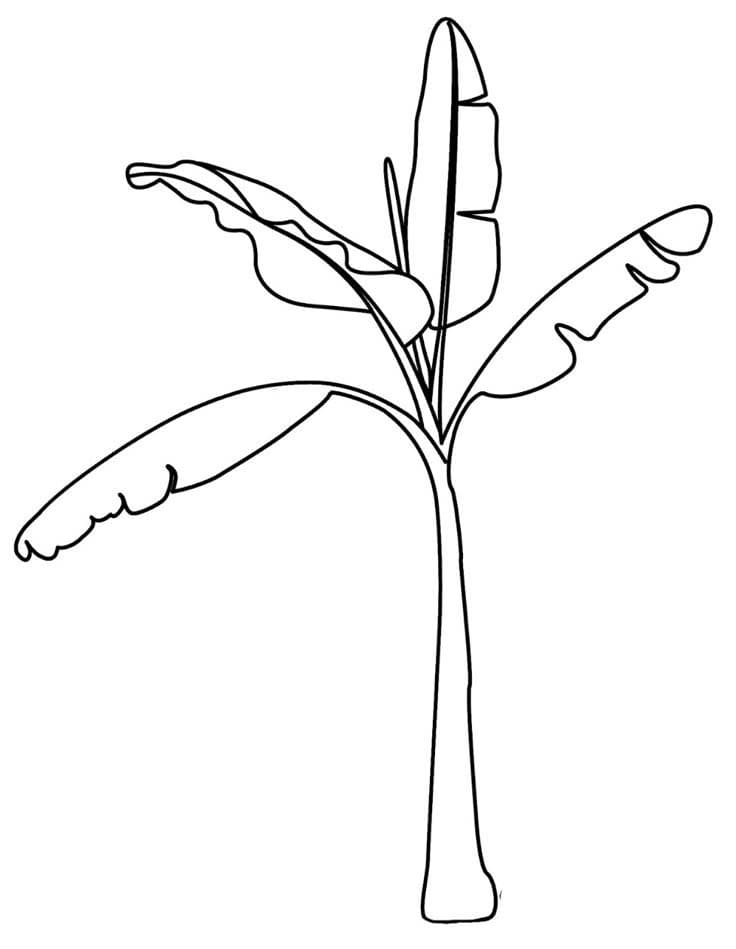 Desenhos de Bananeira 5 para colorir