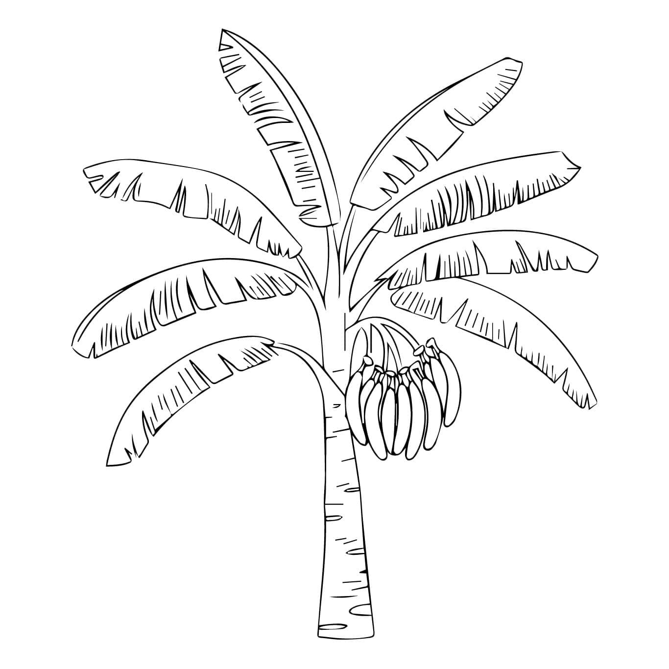 Desenhos de Bananeira básico para colorir