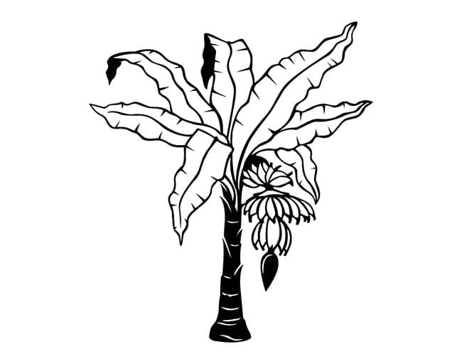 Desenhos de Bananeira grátis em crianças para colorir