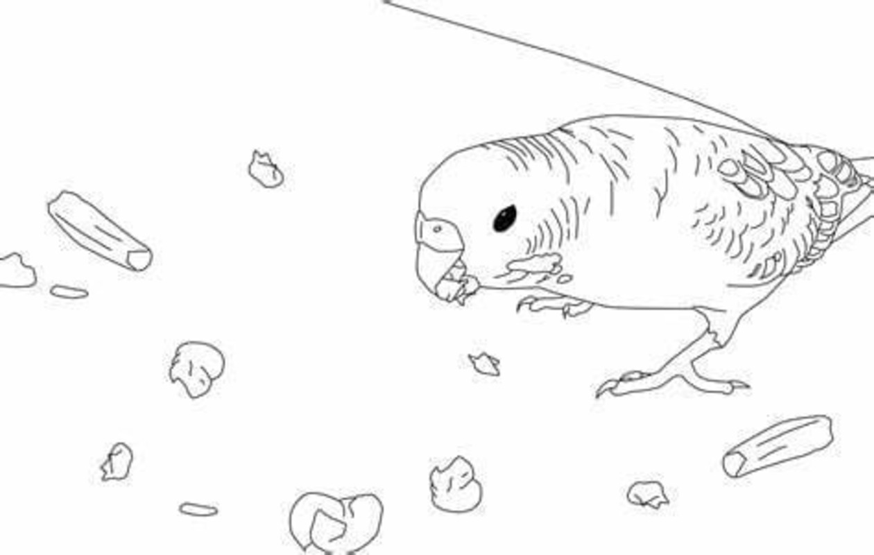 Desenhos de Desenhar Arara fácil para colorir