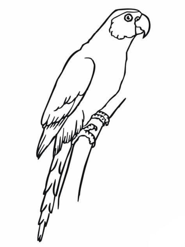 Desenhos de Desenhar Arara para colorir