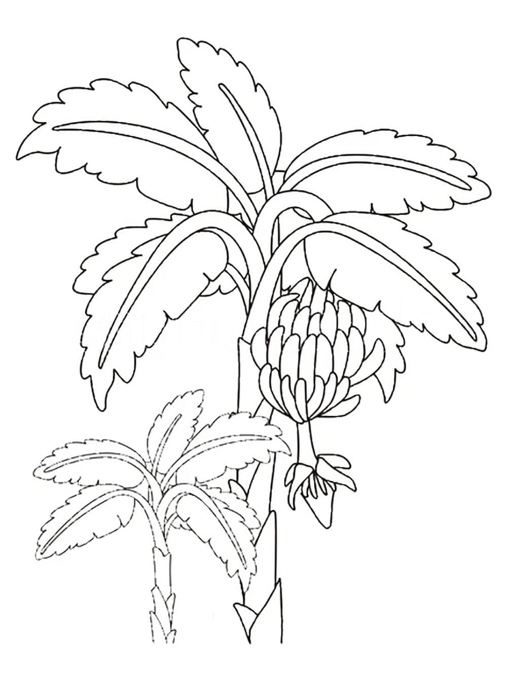 Desenhos de Desenhar Bananeira bem simples para colorir
