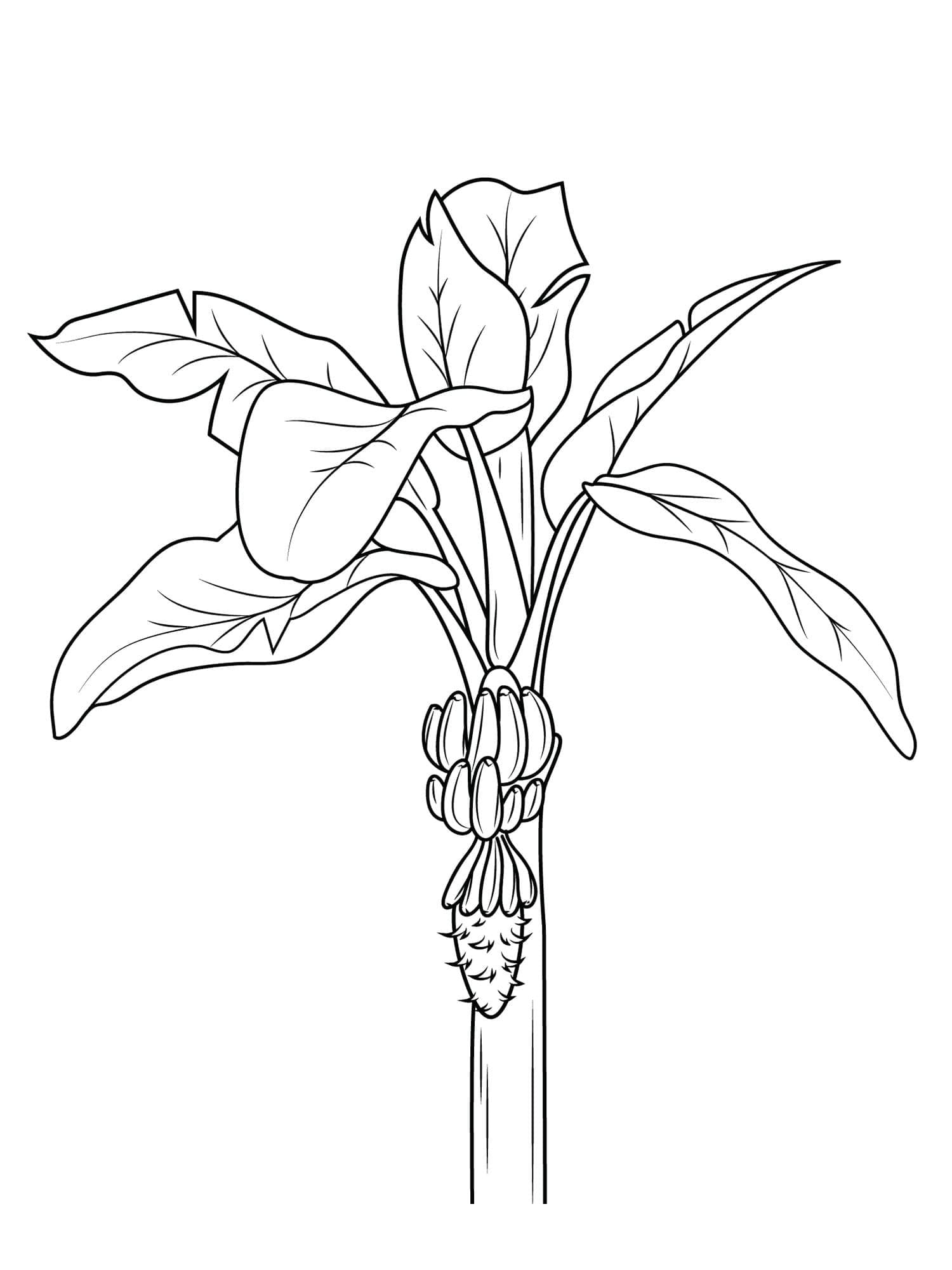 Desenhos de Desenhar Bananeira em crianças para colorir