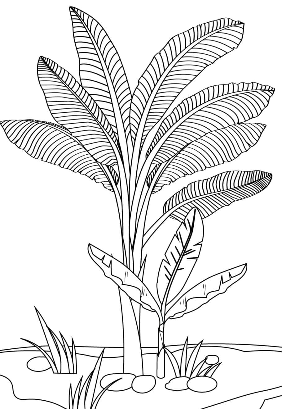 Desenhos de Desenhar bananeira muito fácil para colorir