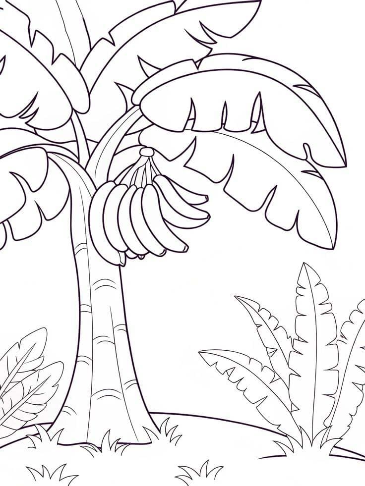 Desenhos de Desenhar bananeira para colorir
