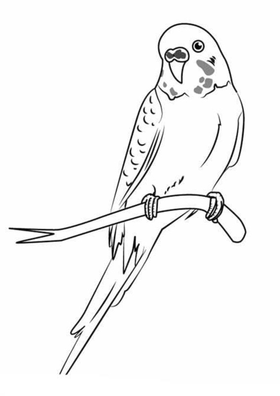 Desenhos de Desenhe Arara bem básico para colorir