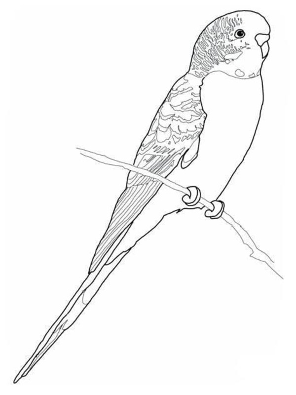 Desenhos de Desenhe Arara bonita para colorir