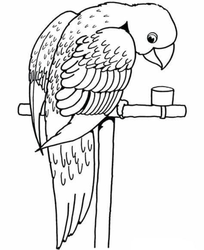 Arara Para Colorir