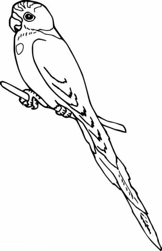 Desenhos de Desenhe Arara grátis para colorir