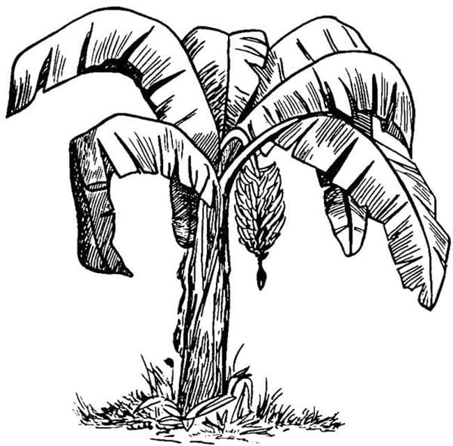 Desenhos de Desenhe Bananeira básico para colorir