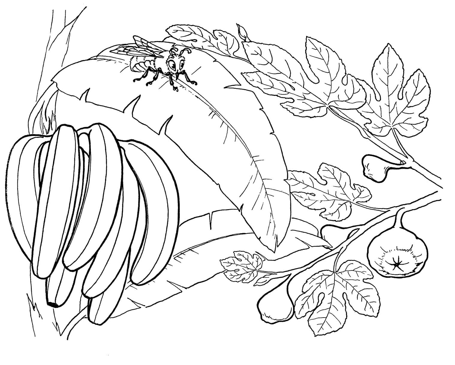 Desenhos de Desenhe Bananeira grátis para colorir