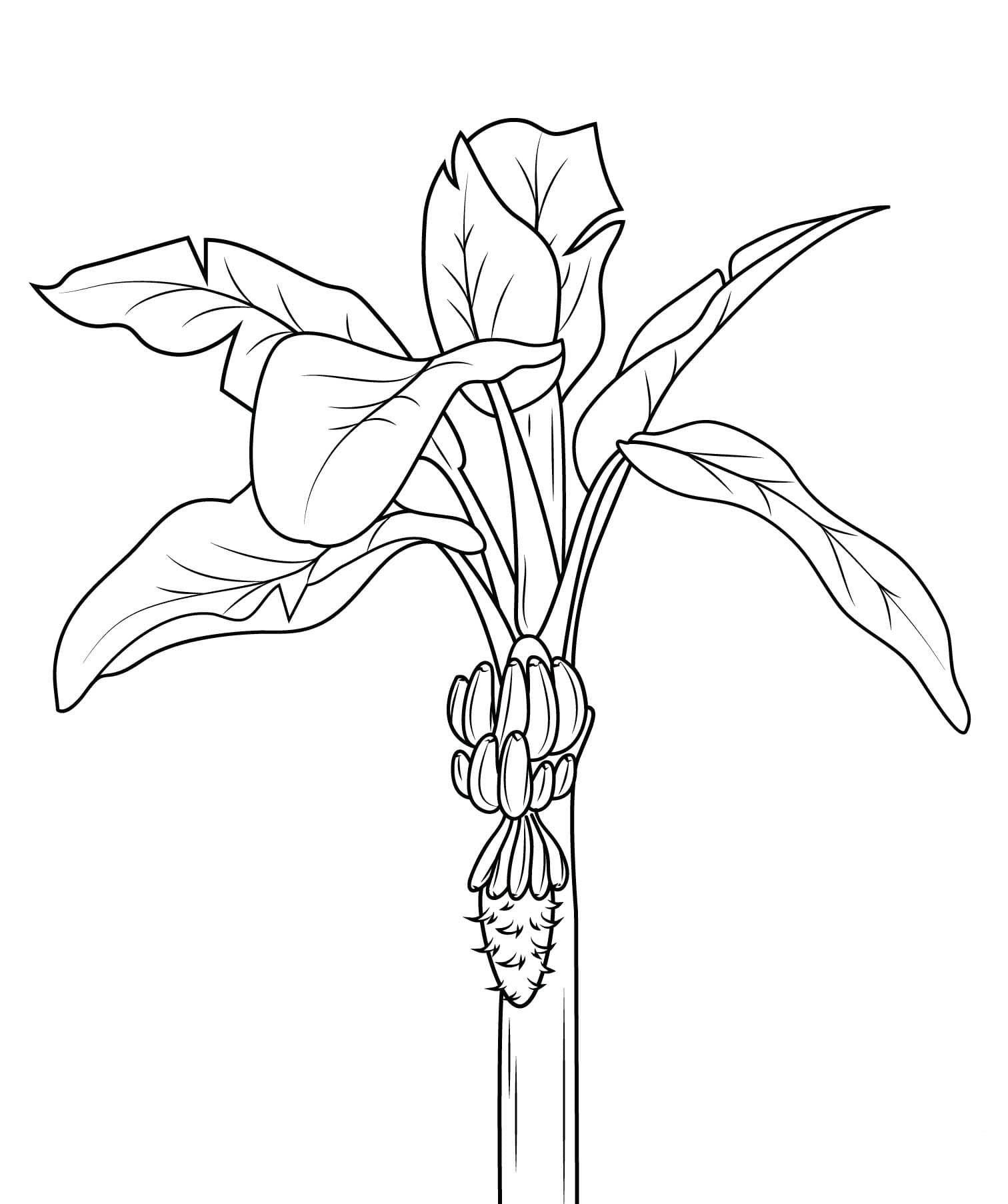 Bananeira Para Colorir