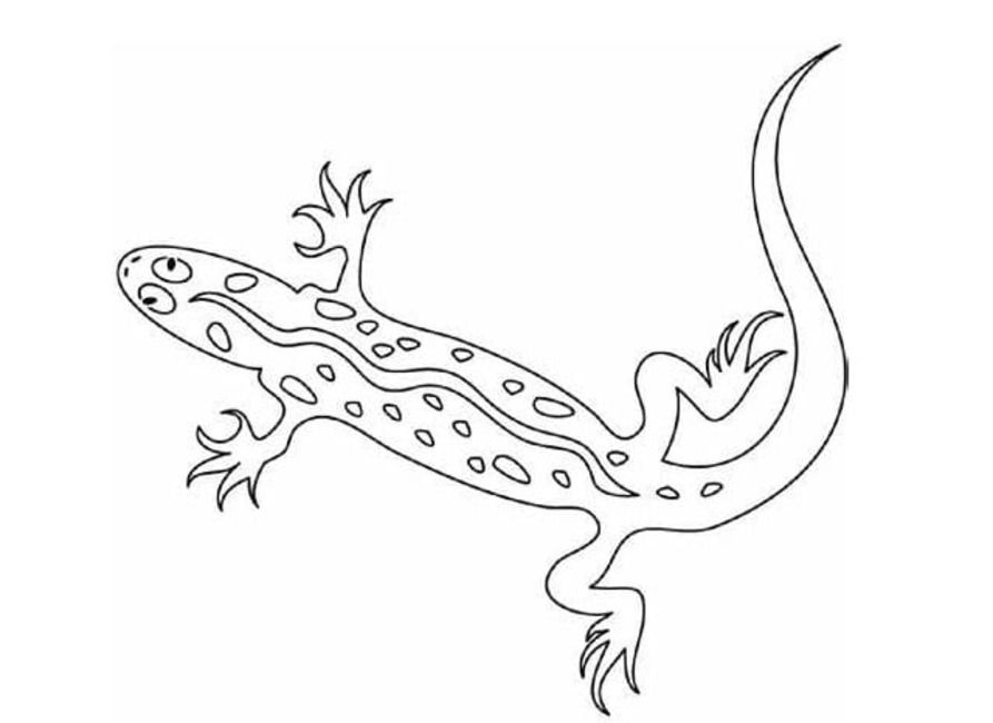 Desenhe lagartos básico para colorir