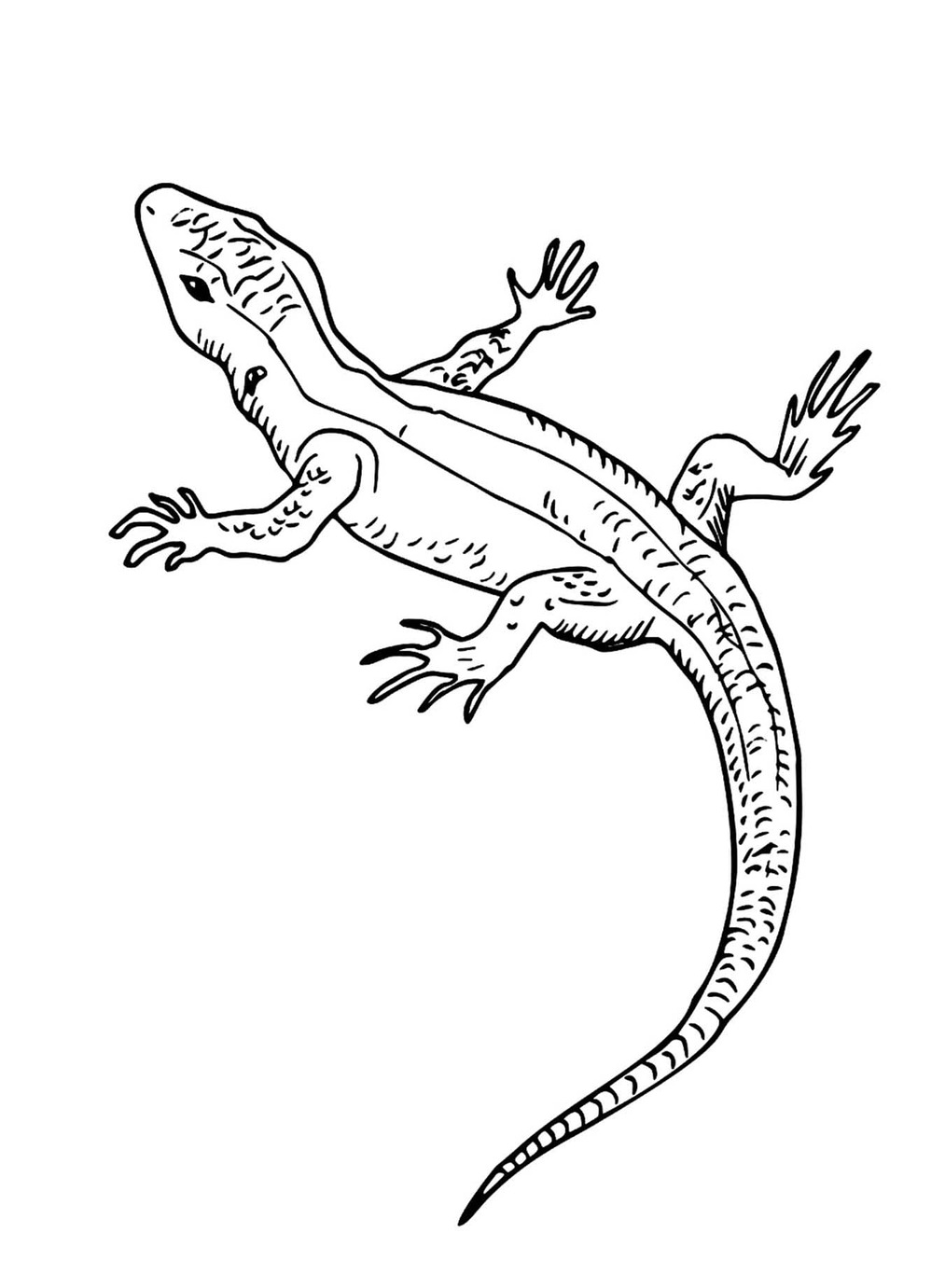 Desenhe lagartos bem básico para colorir