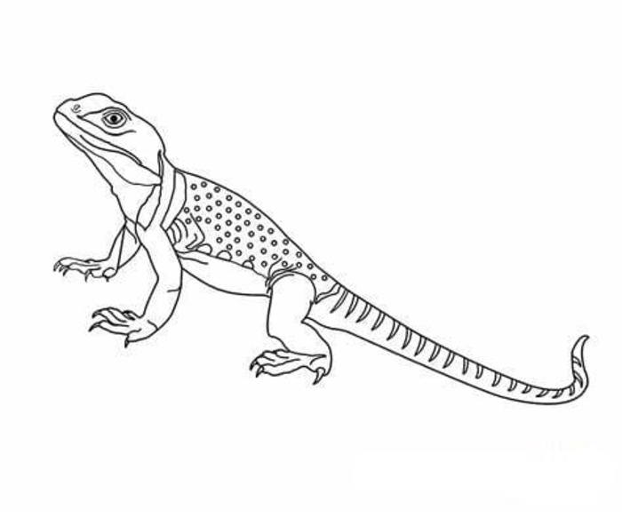 Desenhe lagartos imprimir grátis para colorir