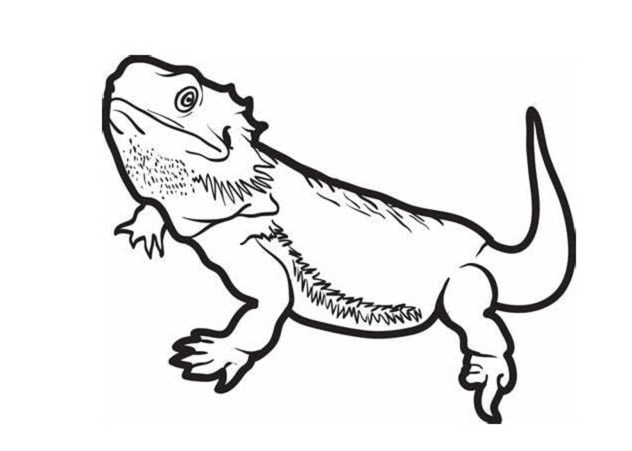 Desenhe lagartos muito fofos para colorir
