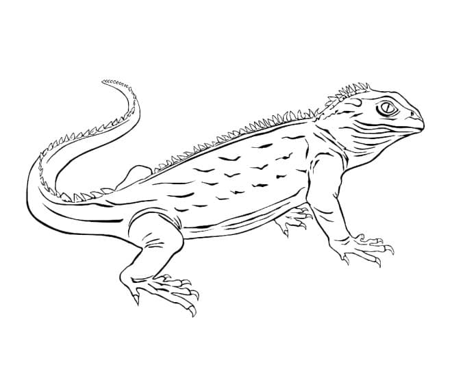 Desenhe lagartos para crianças para colorir