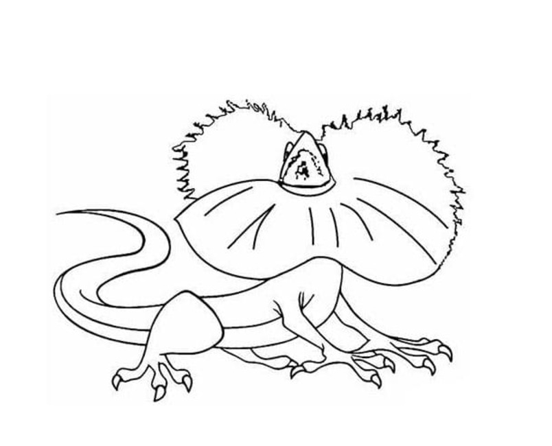 Desenhe lagartos para imprimir para colorir