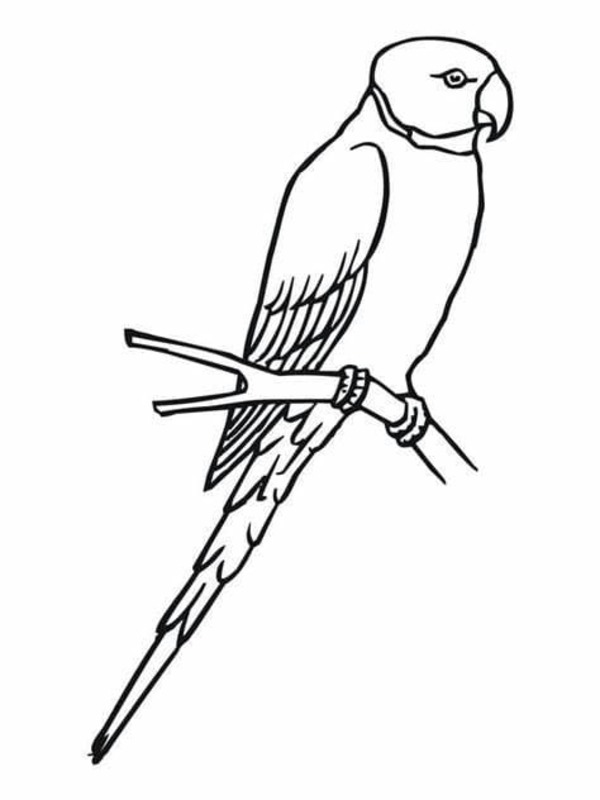 Desenhos de Imagem Arara gratuita para colorir