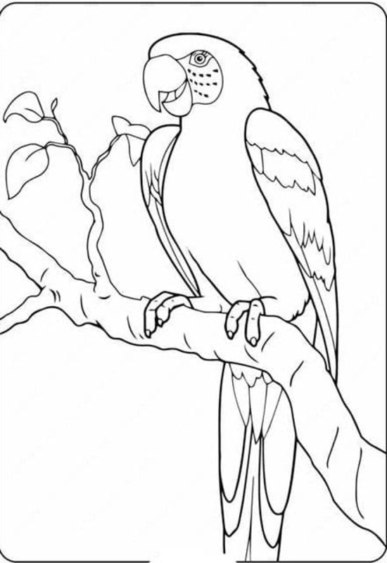 Desenhos de Imagem Arara impressão para colorir
