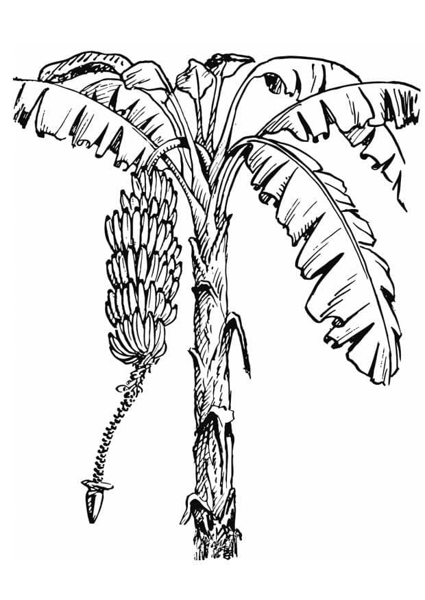 Desenhos de Imagem Bananeira para crianças para colorir
