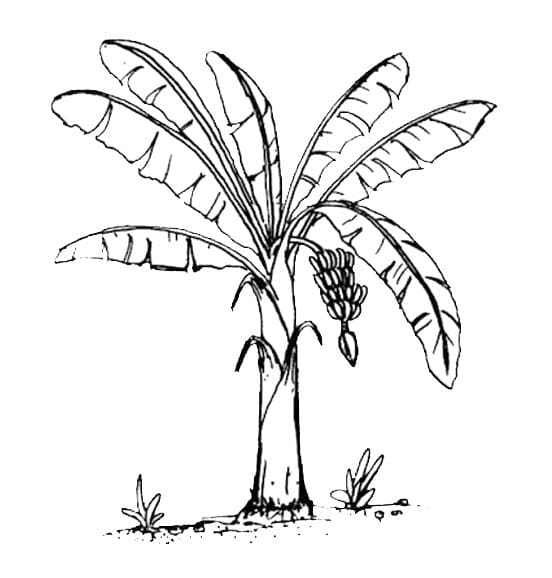 Desenhos de Imagem Bananeira para imprimir para colorir