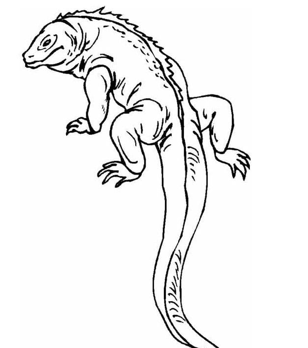 Lagartos Para Colorir