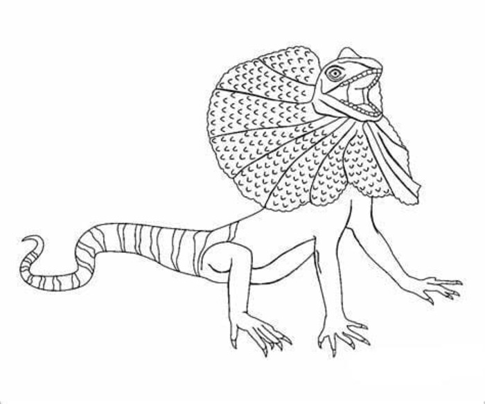 Lagartos simples para colorir
